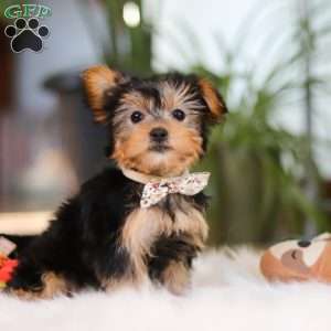 Hailey, Yorkie Puppy